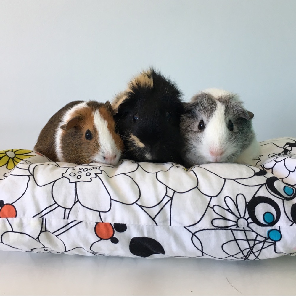 Meet your Posher, Natalie